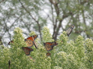 Monarchs on Poverty Weed flowers