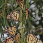 Monarch roosing at Lake Wichita Park