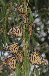 Monarch roosing at Lake Wichita Park