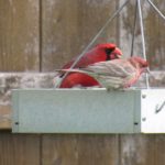 Northern Cardinal and House Finch