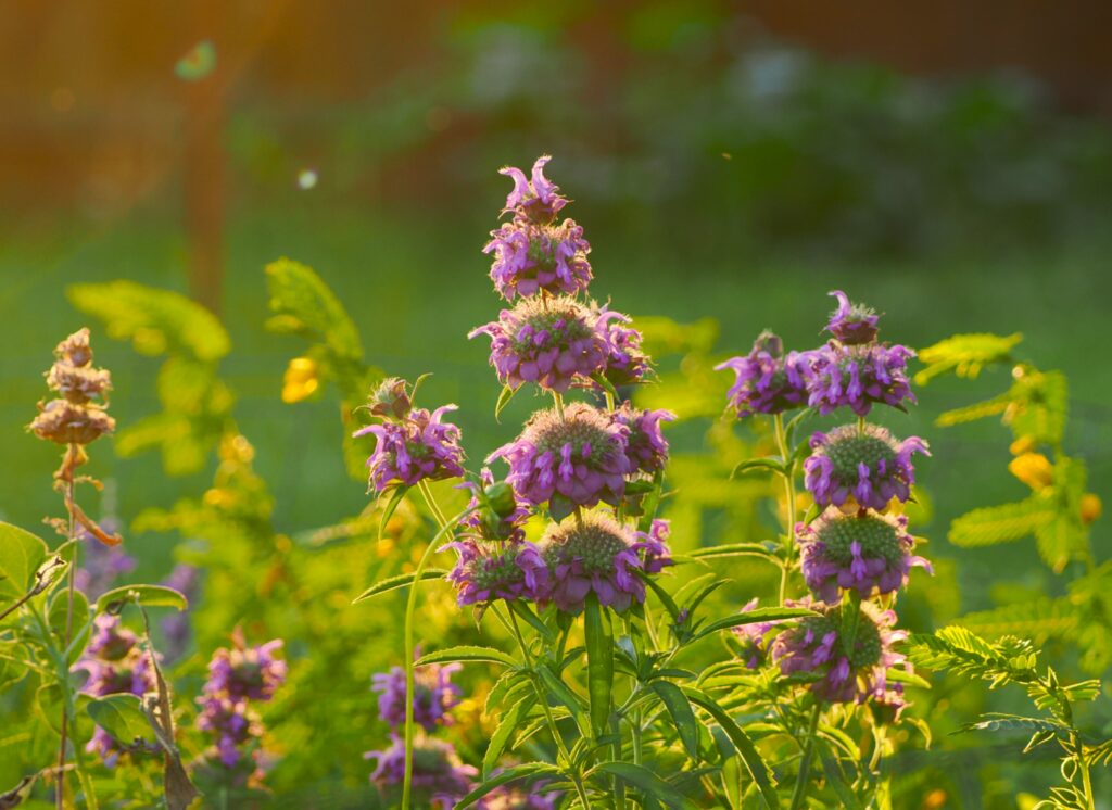 bee balm_Sunnyside_6-14-24