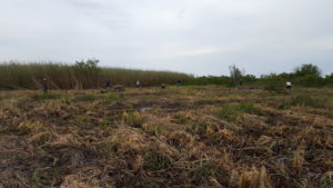 Image of volunteers planting willow trees in marsh