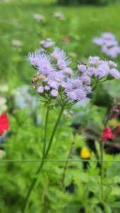 Blue Mist Flower