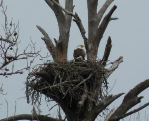 Nesting Bald Eagle at Martin Dies