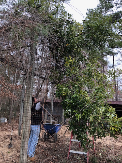 photo of a man cutting vines from a wooded structure