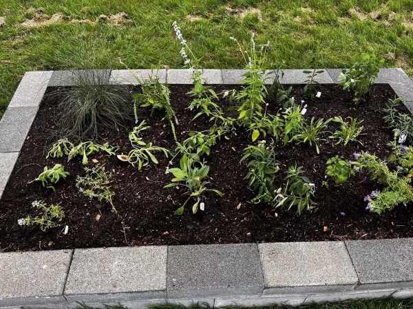 A raised garden bed made of cinder blocks with dark soil and various green plants.