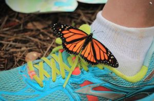 Butterfly Release