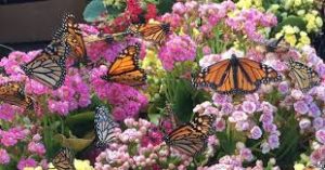 Butterfly Garden