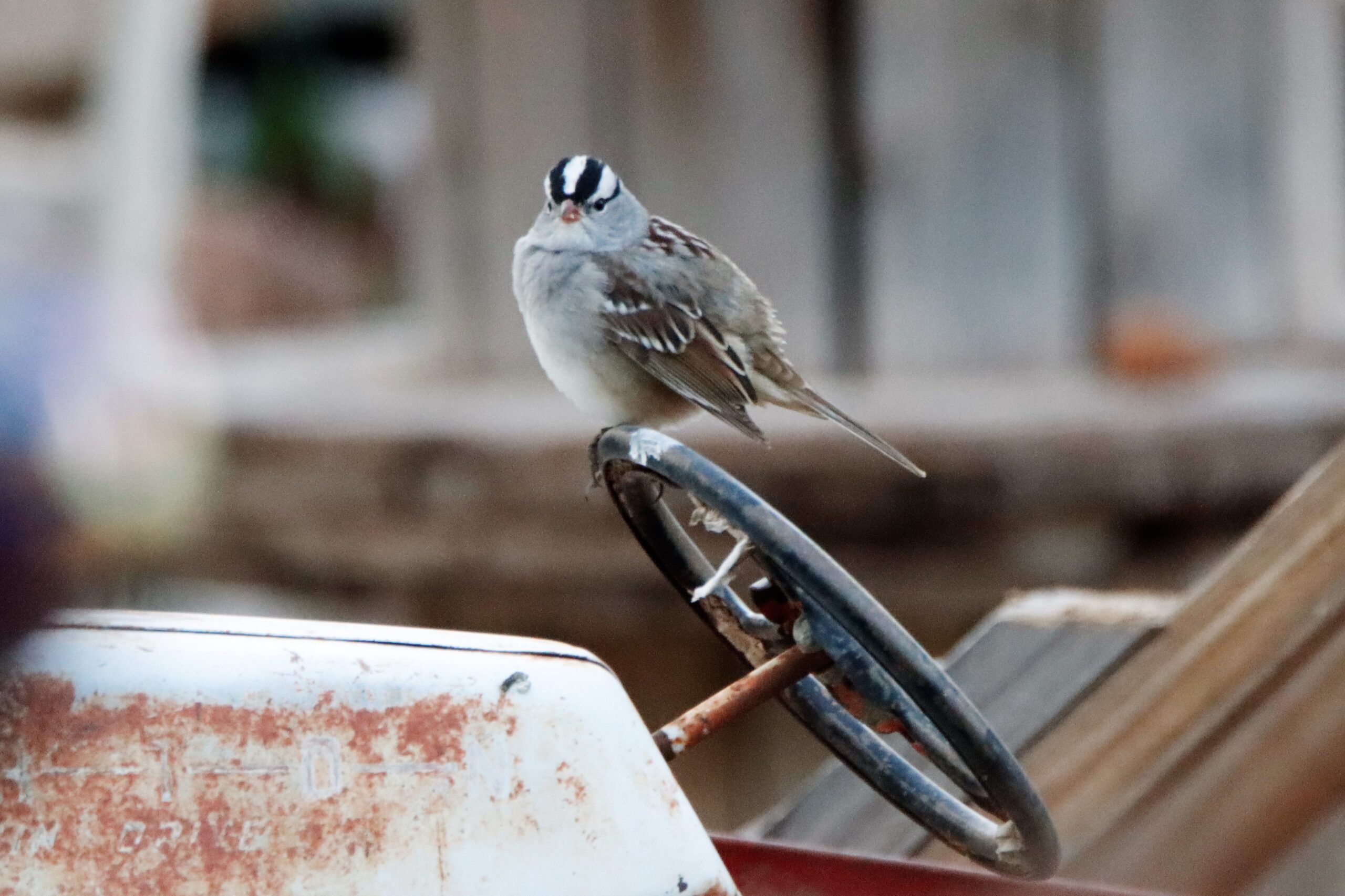 White-crowned Sparrow