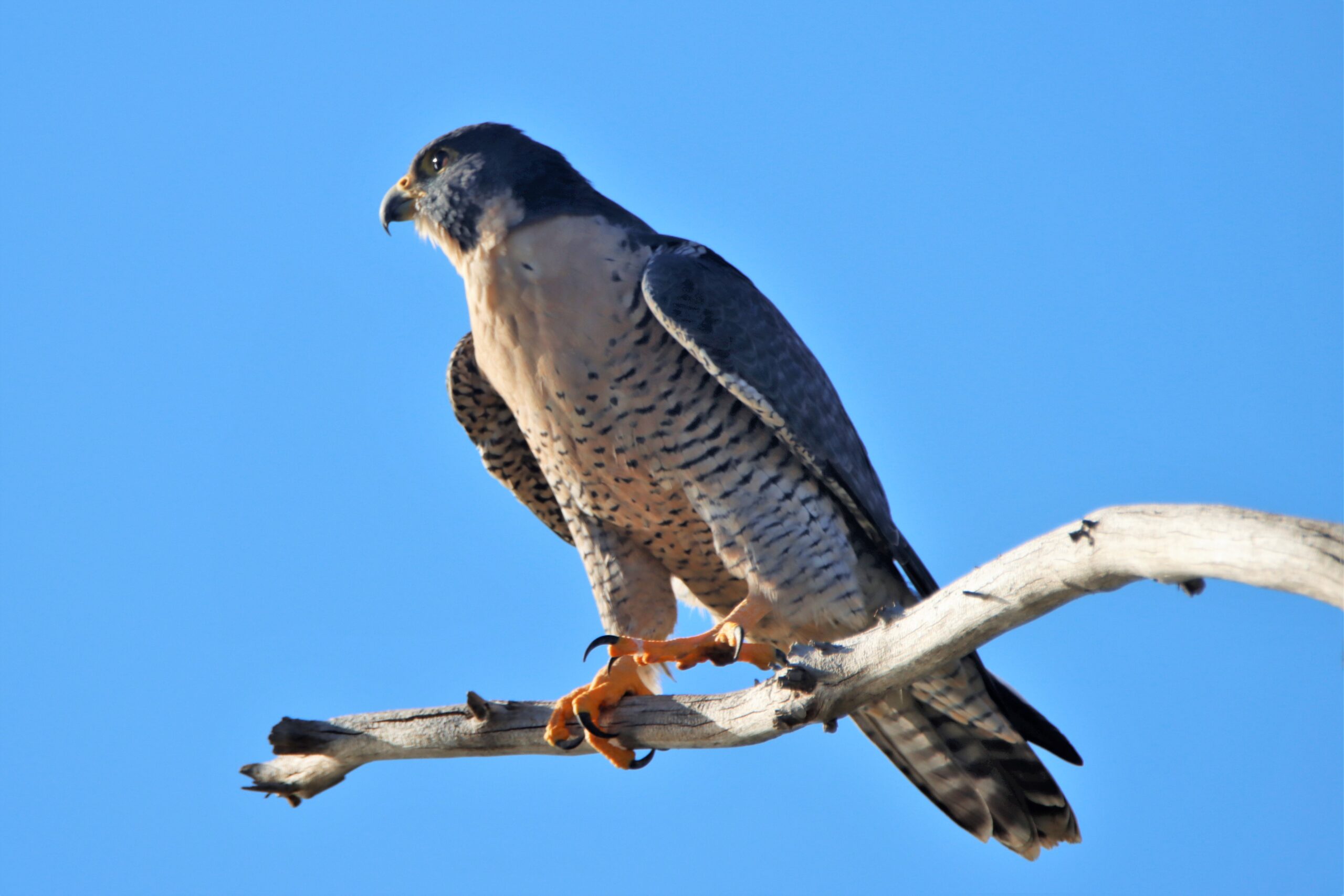 Peregrine Falcon