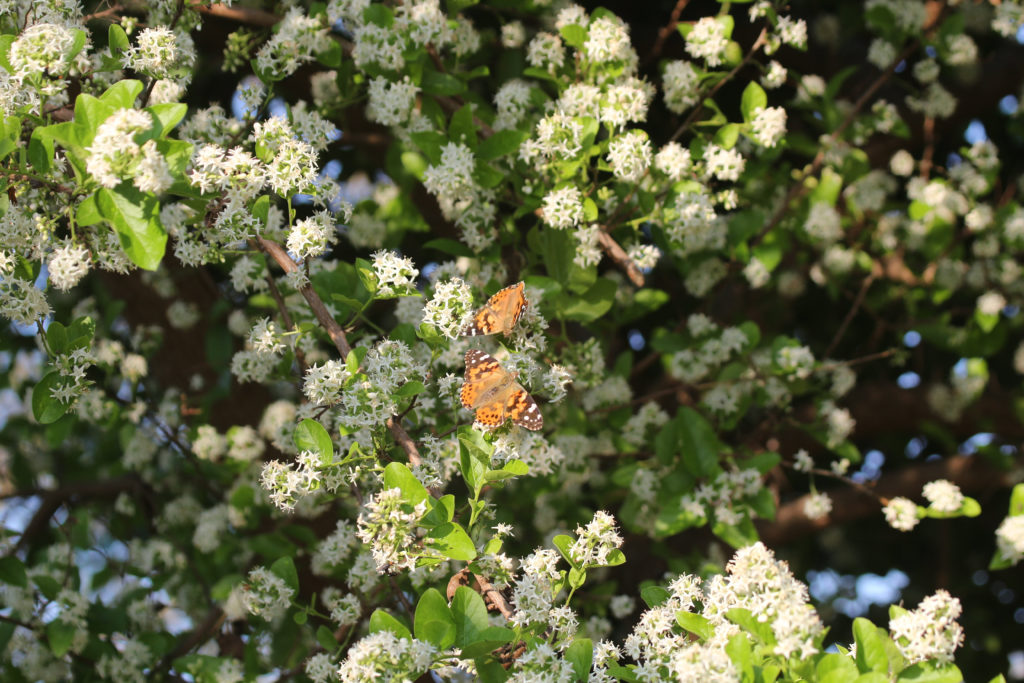 Two Painted Lady butterflies nectaring on white flowers