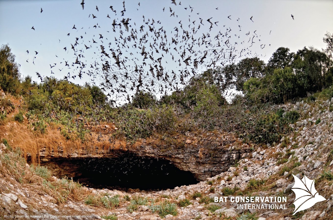 Bats emerging from cave