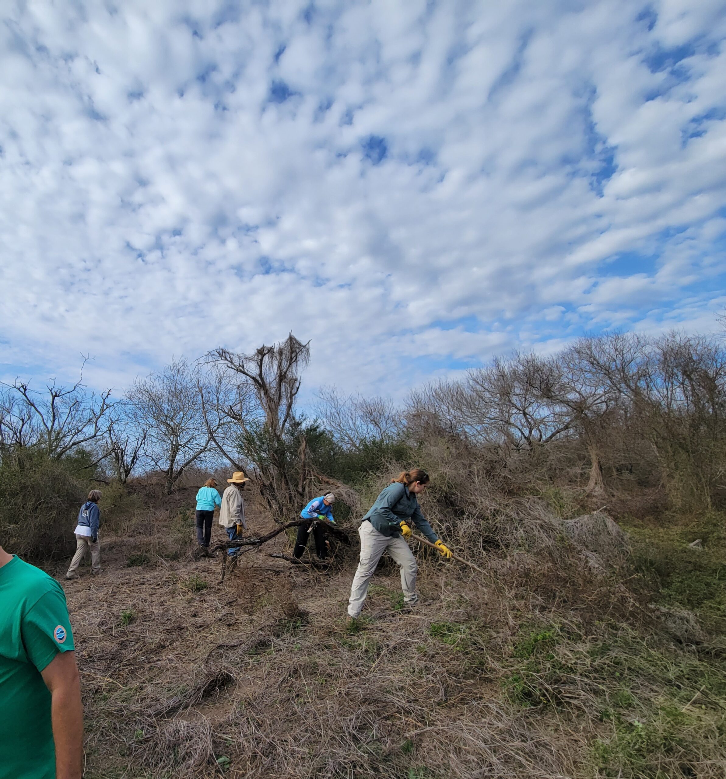 volunteers removing invasive plants