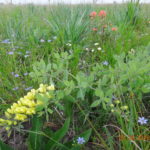 April Blooms - Nash Prairie