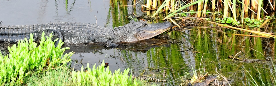 Brazoria County Cradle of Texas – TMNCOT