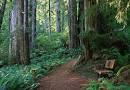 walking path in woods