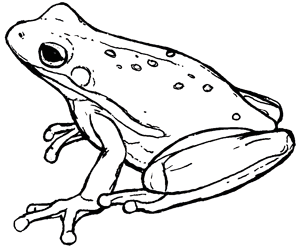 frog_bw | Texas Master Naturalist